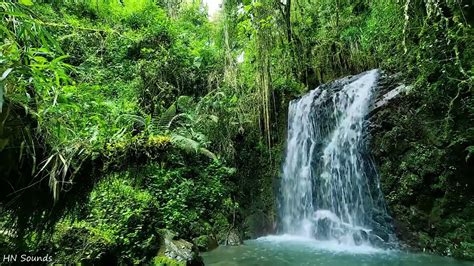 Birds chirping, waterfall in the background, forest atmosphere - sound effect