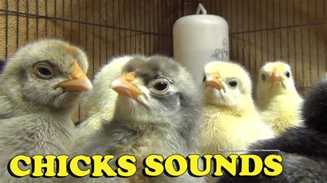 Chickens chirping, barnyard, village - sound effect