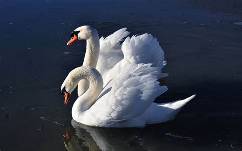 Swan sound effects