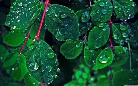 Rain on leaves - sound effect