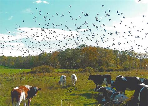 Village noise, birds, cows - sound effect