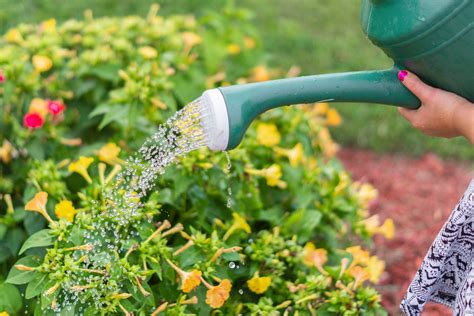 Watering plants from a watering can - sound effect