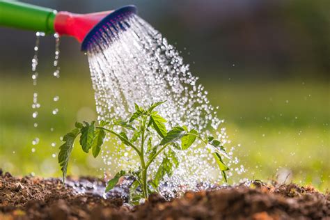 Watering a vegetable garden with a hose - sound effect