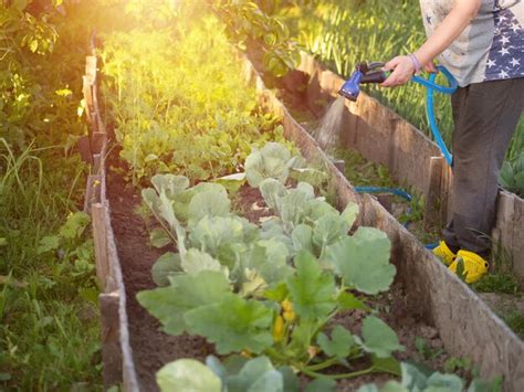 Watering a vegetable garden with a hose - sound effect