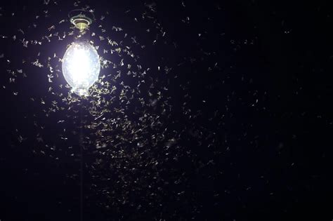 Village at night, sounds of insects