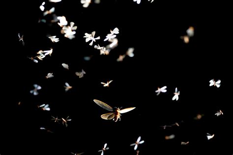 Village at night, sounds of insects