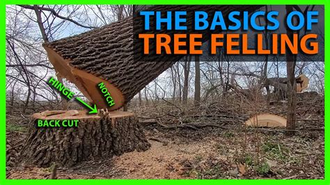 Tree is cut and it falls - sound effect