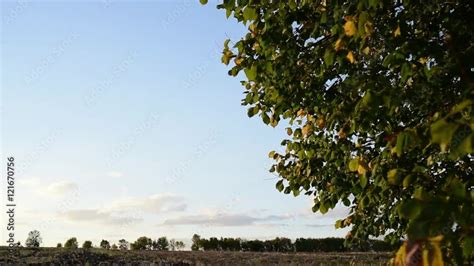 Tree rustles with leaves in a light wind - sound effect