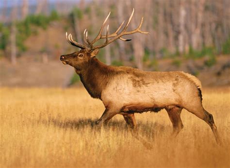 Elk sound effects