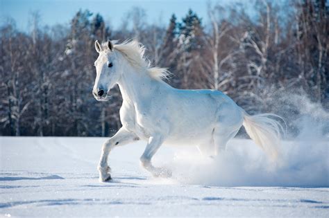 Horse walking in the snow - sound effect