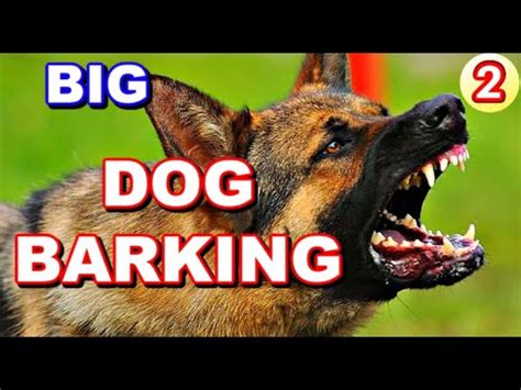 Big dog barks (3 options) - sound effect