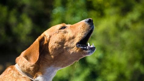 Distant dog barking - sound effect