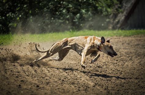 Hound dogs run - sound effect