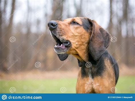 Barking and howling of hunting dogs - sound effect