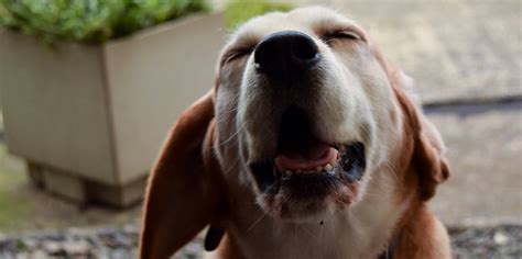 Dog sneezes - sound effect