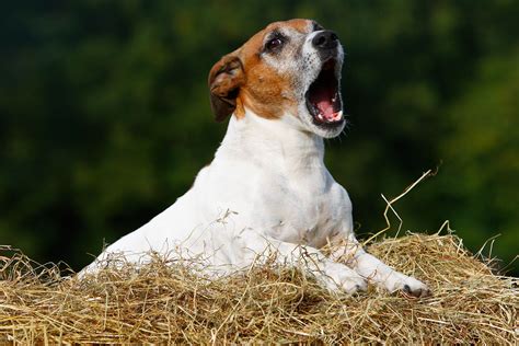 Puppy whines and squeals plaintively, outdoors - sound effect