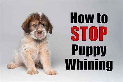 Whining puppy (2) - sound effect