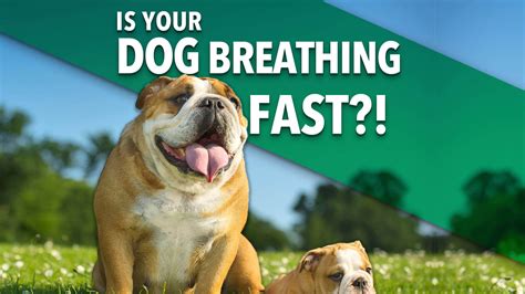 Dog breathing fast - sound effect