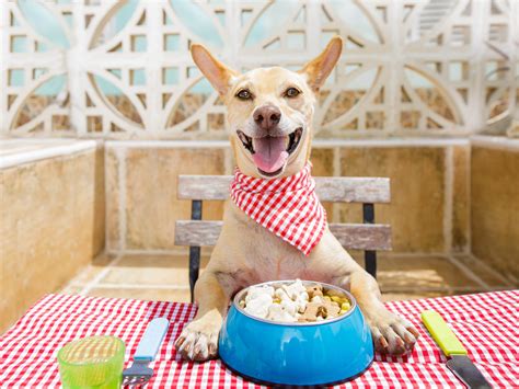 Dog eats food - sound effect