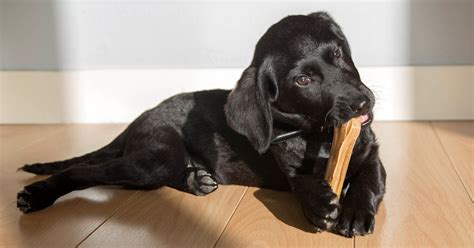 Dog chewing on a bone - sound effect