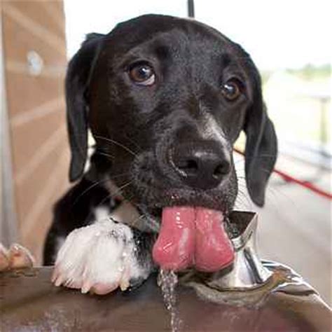 Dog licks its tongue, drinks - sound effect