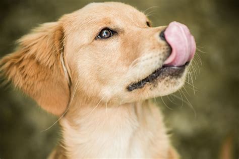 Dog licks water - sound effect