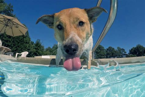 Dog licks water - sound effect