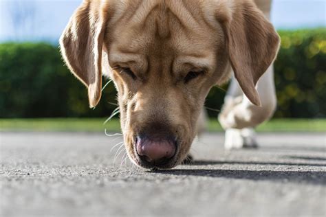 Dog sniffing - sound effect