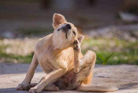 Dog scratches: ringing of a collar or chain - sound effect