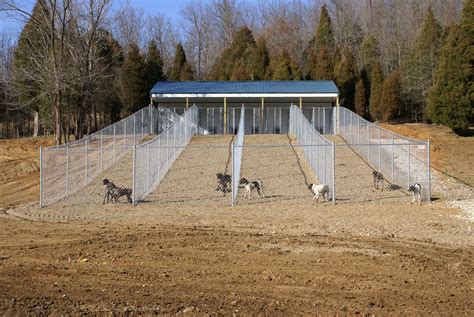 Dogs bark in enclosures, kennel - sound effect