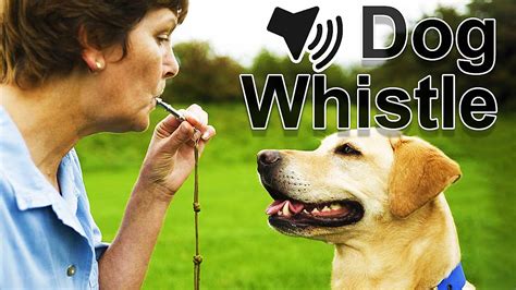 Dog is whistled - sound effect