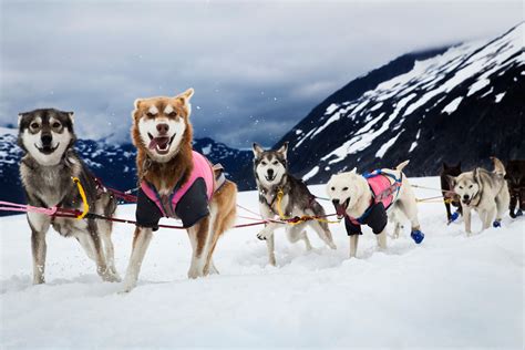 Team of sled dogs - sound effect