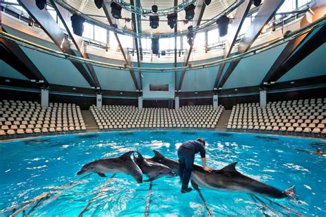 Dolphinarium, oceanarium - sound effect