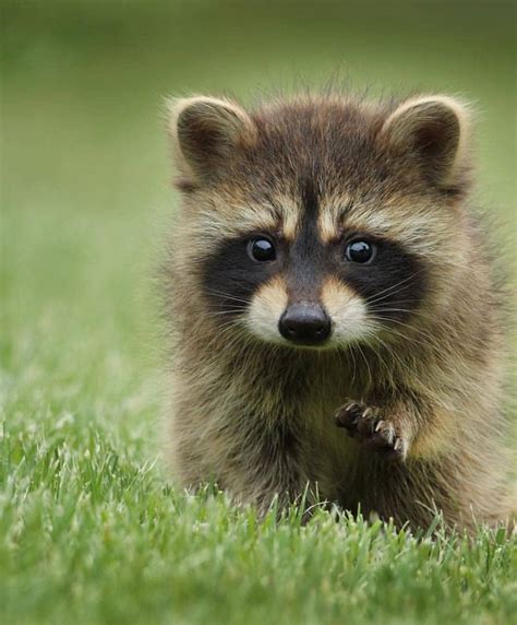 Baby raccoon: playing - sound effect