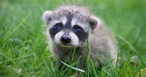 Baby raccoon: playing - sound effect