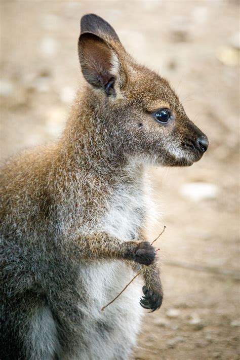 Baby kangaroo - sound effect