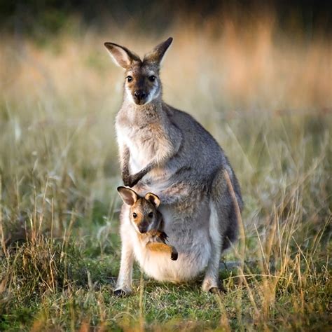 Baby kangaroo - sound effect