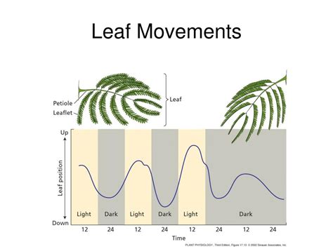 Leaf movement - sound effect