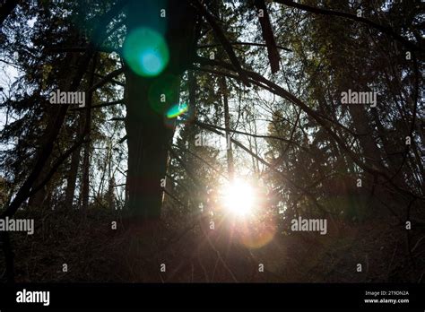 Walk through the forest through the thickets - sound effect