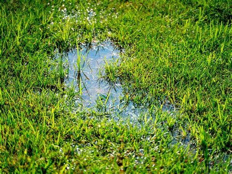 Jumping on wet grass - sound effect