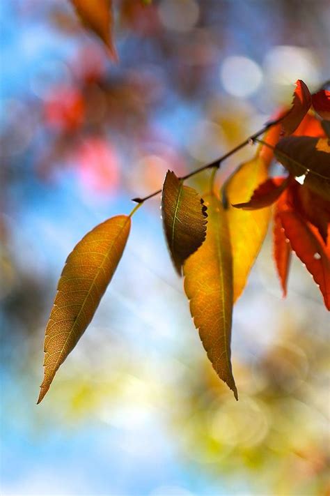 Rustling leaves - sound effect