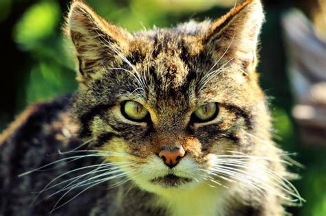 Wild cat: hissing, growling, pawing - sound effect