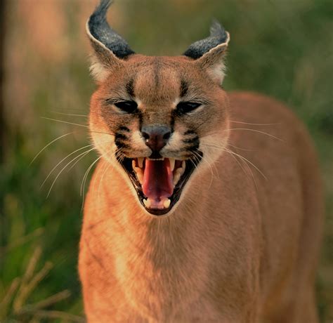 Wild cat: hissing, growling, pawing - sound effect