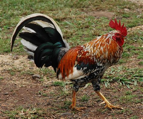 Wild roosters - sound effect