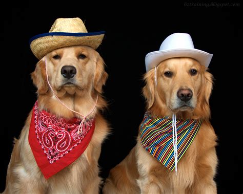 Country dogs - sound effect