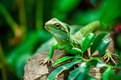 Reptiles sound effects