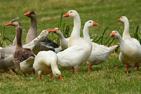 Geese and ducks (2) - sound effect