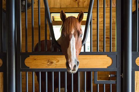 Horse enters stall - sound effect