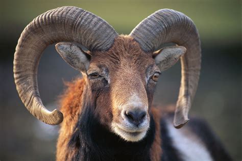 Sheep, rams - sound effect