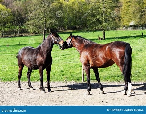 Pair of horses - sound effect